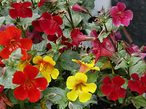 Blomstermimulus eller leppestift