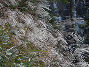 Miscanthus plante