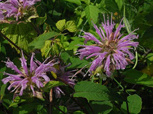 Plant monarda