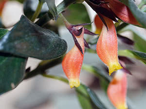 Nematanthus blomst (hypocyrtus)