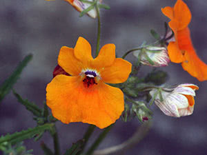 Voksende nemesia i hagen