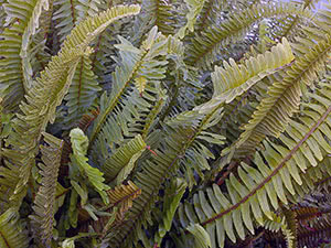 Fern nefrolepis