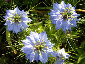 Blomsternigella