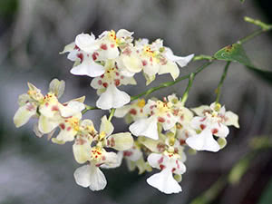 Orchid oncidium