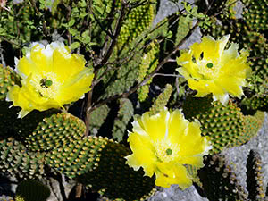 Opuntia kaktus kod kuće