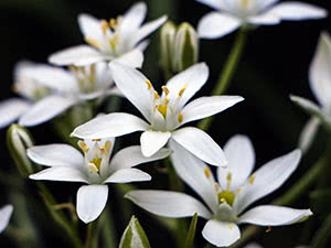 Fuglehusblomst eller ornitogalum