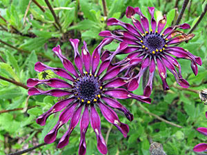 Voksende osteospermum i hagen