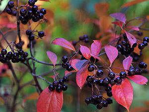 Bird cherry cherry busk - vokser i hagen