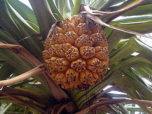 Pandanus hjemme