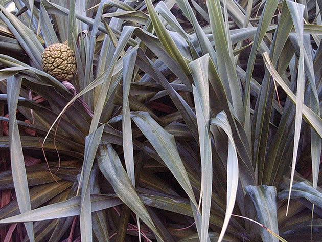 Voksende pandanus hjemme