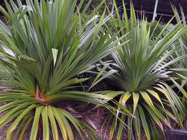 Pandanus utilis