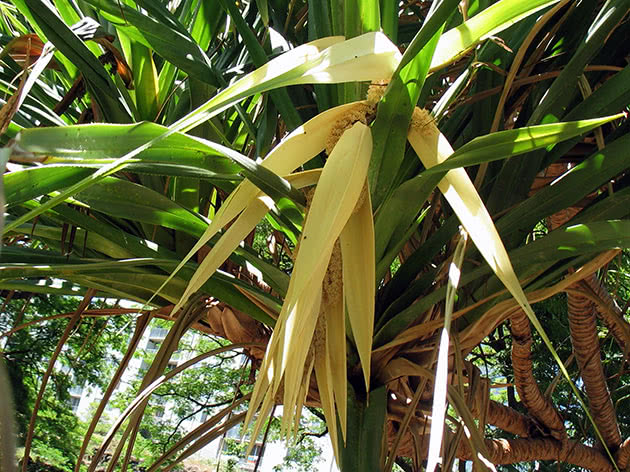 Dekker Pandanus (Pandanus tectorius)