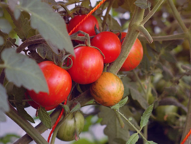 Rajčica ili rajčica (lat. Solanum lycopersicum)