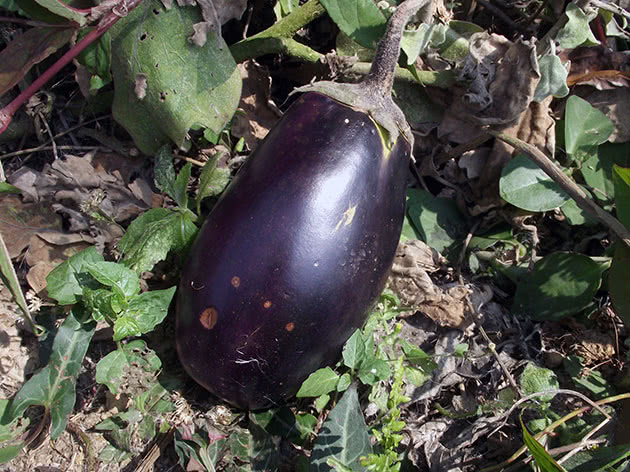 Aubergine, eller mørkfruktet nattskygge (Latin Solanum melongena)