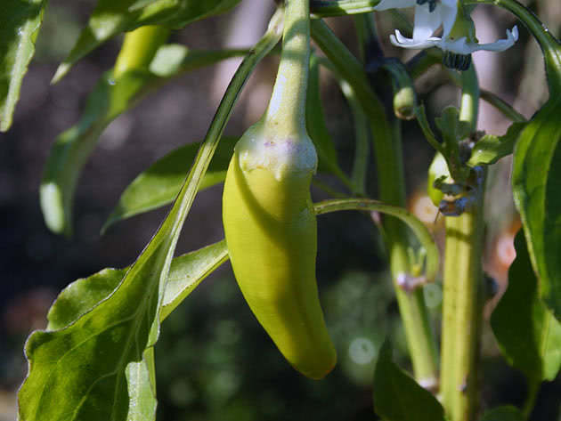 Capsicum (Latin Capsicum annuum)