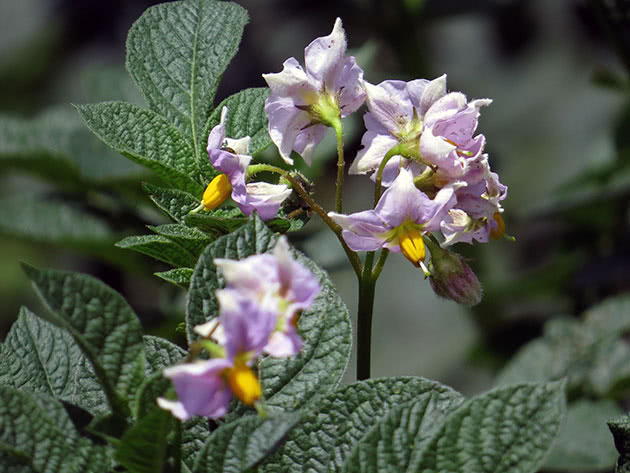 Poteter eller knollete nattskygge (Latin Solanum tuberosum)