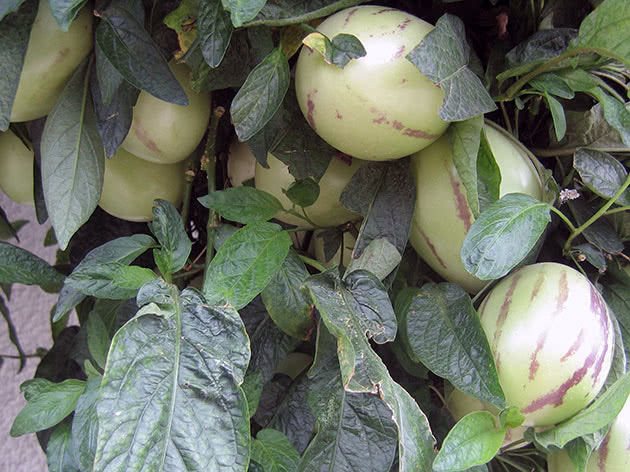 Melonpære (Latin Solanum muricatum)