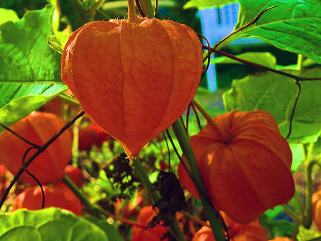 Physalis (Latin Physalis)