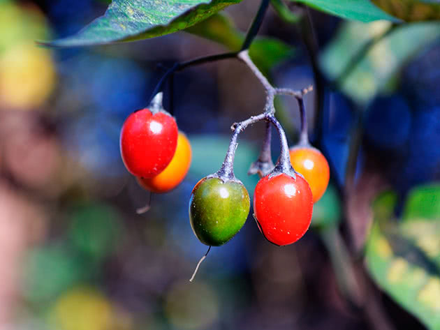 Bittersøt nattehade (Latin Solanum dulcamara)