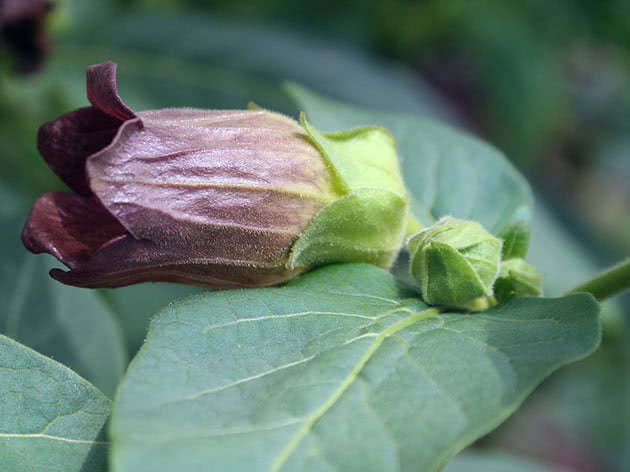 Belladonna (lat. Atropa belladonna)