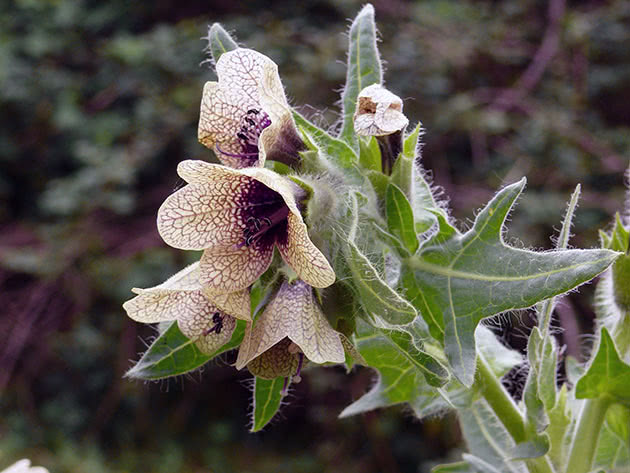 Svart henbane (Latin Hyoscyamus niger)