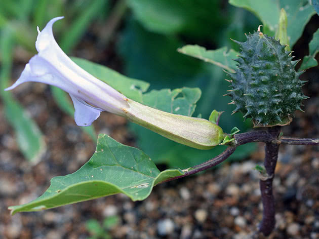 Datura vanlig (lat. Datura stramonium)