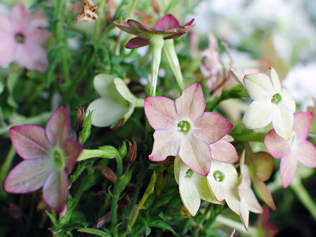 Duhan (lat. Nicotiana)