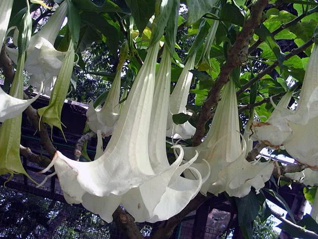 Brugmansia (lat.Brugmansia)