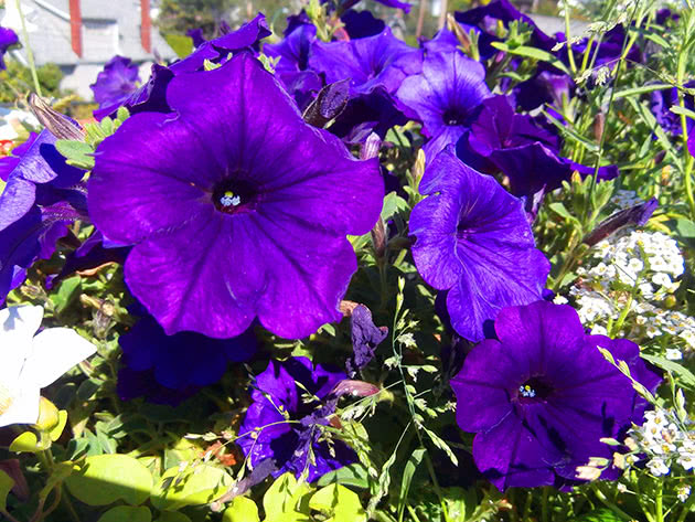 Petunija (lat. Petunia)