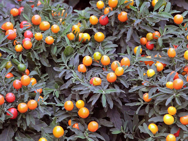 Falsk nattskygge (Latin Solanum pseudocapsicum)