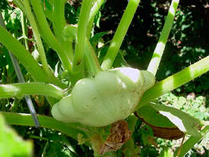 Plant squash