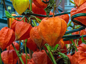 Physalis blomst