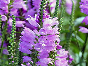 Physostegia-blomst