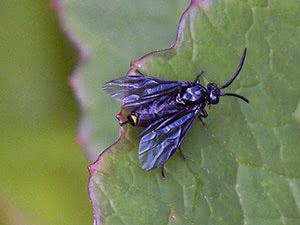 Pest sawfly - hvordan kjempe i hagen