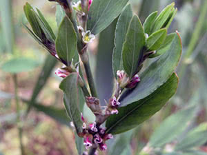 Highlander herb - påføring og dyrking