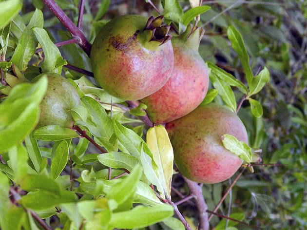 Frukting av granateple hjemme