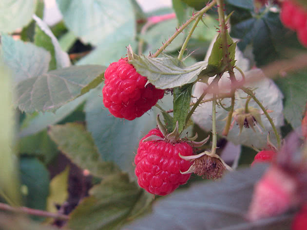 Uzgoj remontantne maline