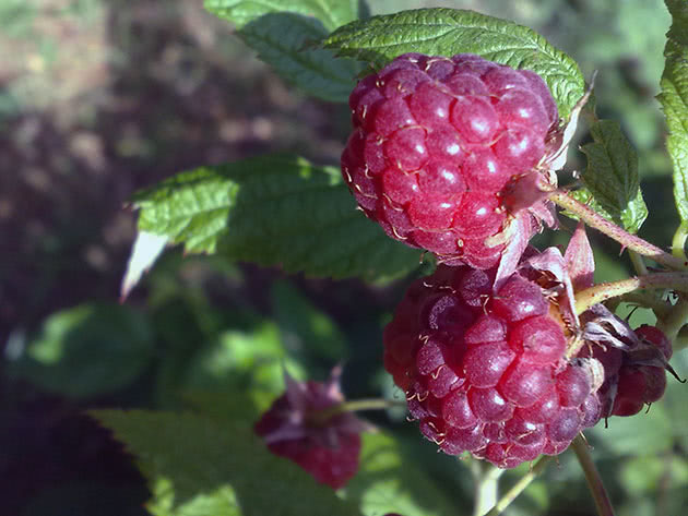 Zrele remontantne maline