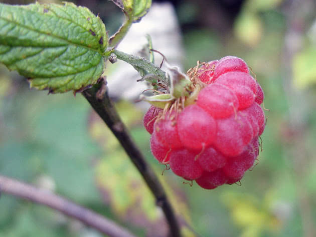 Uzgoj maline - sadnja i njega u jesen