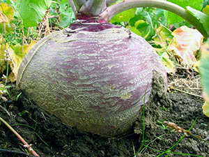 Biljka rutabaga