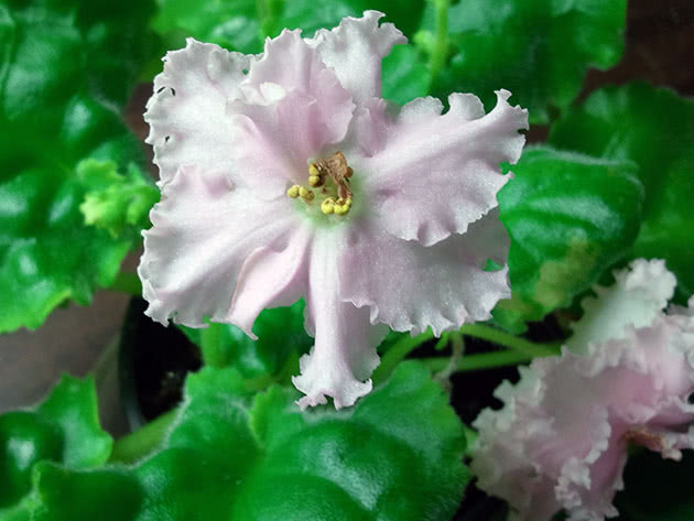 Hvordan fioletten blomstrer hjemme