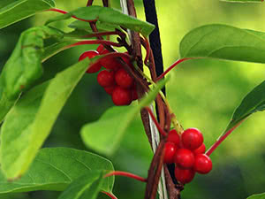 Voksende Schisandra chinensis i hagen