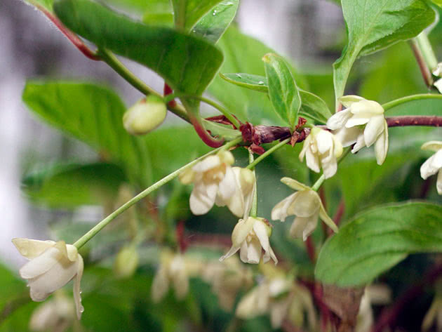 Plante og ta vare på kinesisk magnolia-vintreet i det åpne feltet