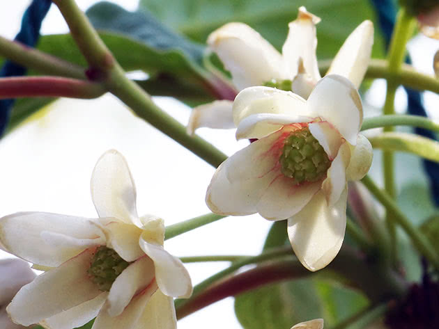 Rezidba i razmnožavanje vinove loze kineske magnolije