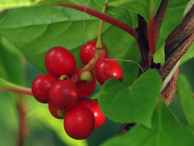 Nyttige egenskaper ved schisandra chinensis og kontraindikasjoner