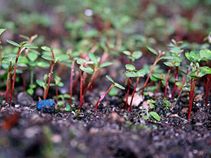 Planter blomster for frøplanter i april