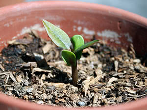 Planter blomster for frøplanter i mars