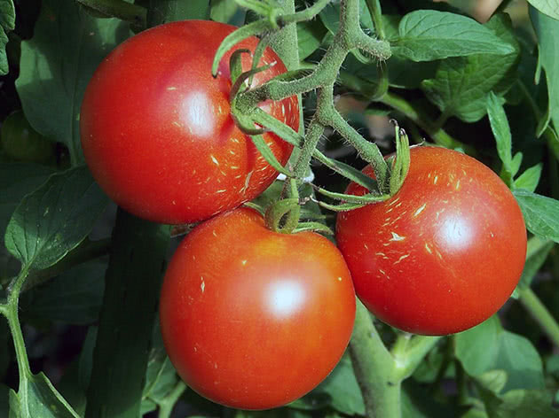 Plante tomater for frøplanter i mars