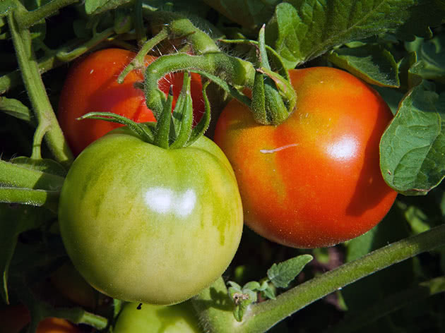 Så tomatfrø til frøplanter i mars