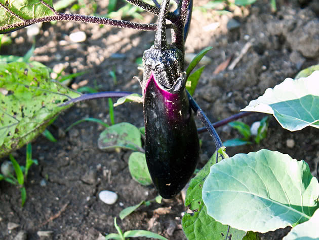 Plante eggplanter for frøplanter i mars